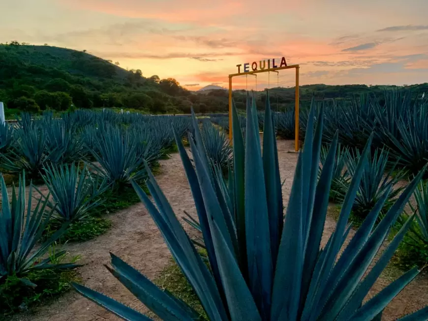 Agaves y Tequila