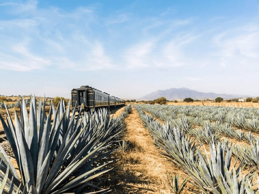 Ruta del Tequila: José Cuervo Express